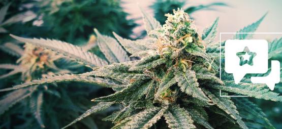 Sunset Sherbet Automatic: Cannabis Strain Review & Information