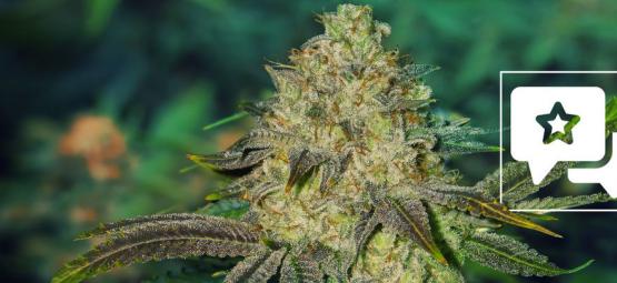 Watermelon Candy: Strain Review and Information