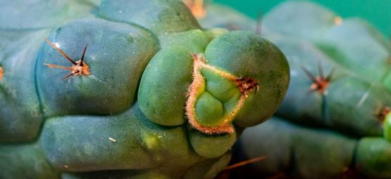 Echinopsis Zamnesiana — Our Exclusive Mescaline Cactus