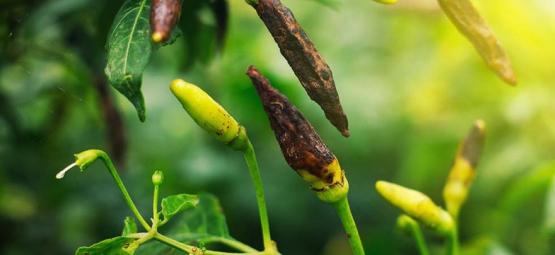 The Most Common Chilli Pepper Pests & Diseases