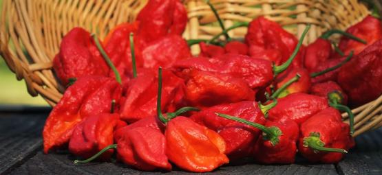 Tips For Growing Hotter Chilli Pepper Plants
