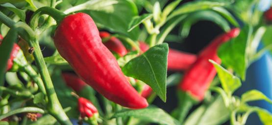 How To Grow Hot Peppers Indoors