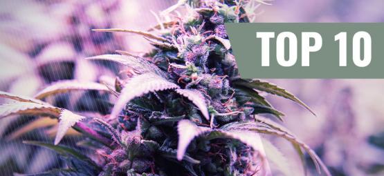 Top 10 Most Popular Strains By Zamnesia Seeds (2023)