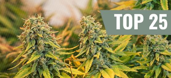 Top 25 Classic Cannabis Strains