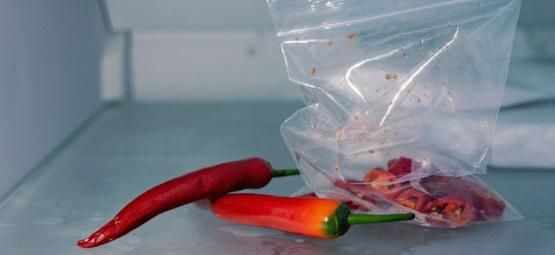 Can You Freeze Chilli Peppers? 