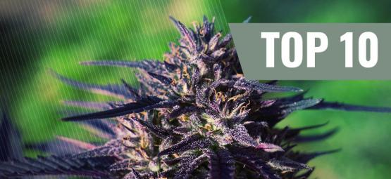 Top 10 Purple Cannabis Strains [2024]