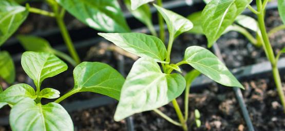 How To Grow Hot Pepper Plants From Clones