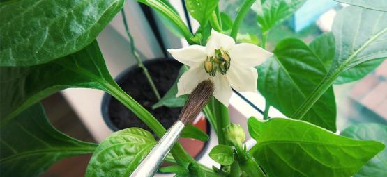 How To Hand Pollinate Chilli Plants