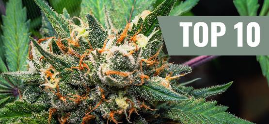 Top 10 Cannabis Strains That Don't Give You The Munchies