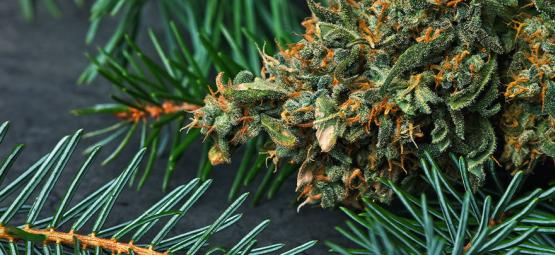 What Is Pinene In Cannabis?