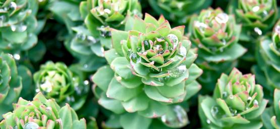 The Complete Guide To Rhodiola