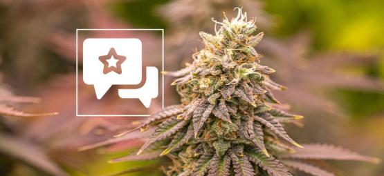 Jealousy: Cannabis Strain Review & Information
