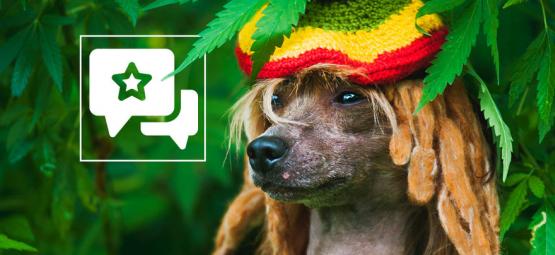 Is Secondhand Cannabis Smoke Bad For Your Pets?