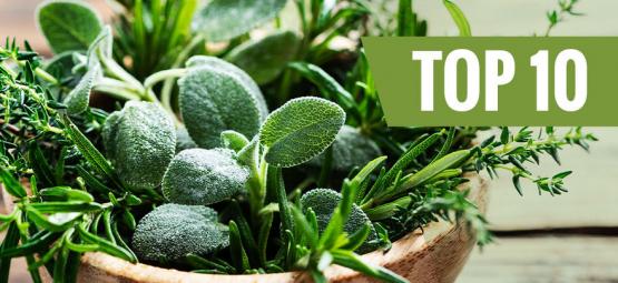 Top 10 Easy-To-Grow Herbs 