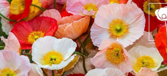 Everything You Need To Know About Poppies