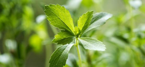 Everything You Need To Know About Stevia