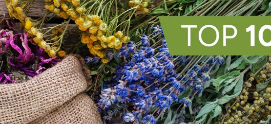 Top 10 Medicinal Plants To Grow At Home