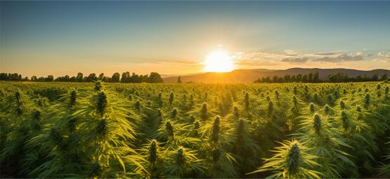 Is The Hemp Industry At Risk?