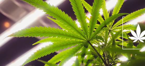 Are LEC Lights Good For Growing Cannabis?