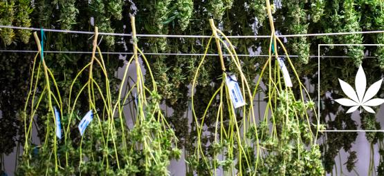 How To Dry Your Cannabis