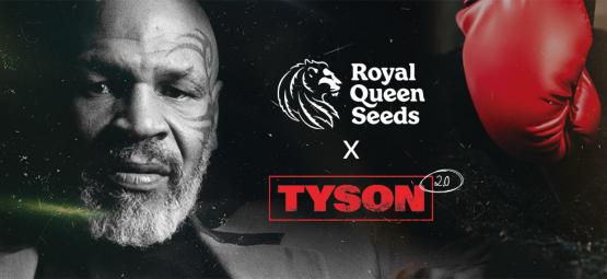 Royal Queen Seeds X Mike Tyson: The Greatest Matchup Of All Time?