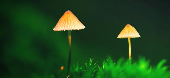 Creating A Magic Mushroom Outdoor Patch
