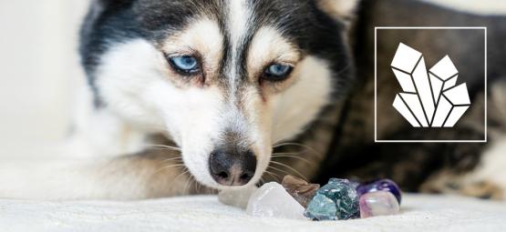 Crystals for pets: Gemstones to support your furry friends
