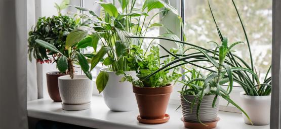 Best indoor plants to improve air quality and mood during colder months