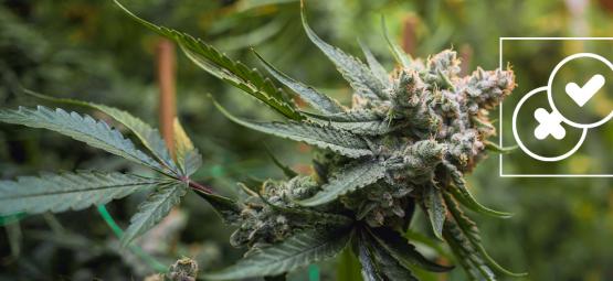 Cannabis and urban legends: Debunking the craziest weed myths