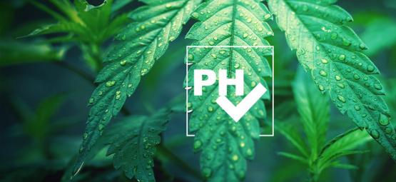 How To Adjust pH Level When Growing Cannabis
