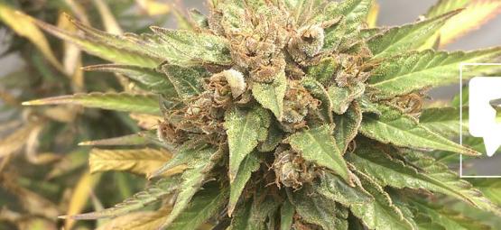 Strain Review: Durban Poison