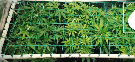 How To Use Aeroponics To Grow Potent Cannabis