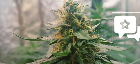 Strain Review: Mazar