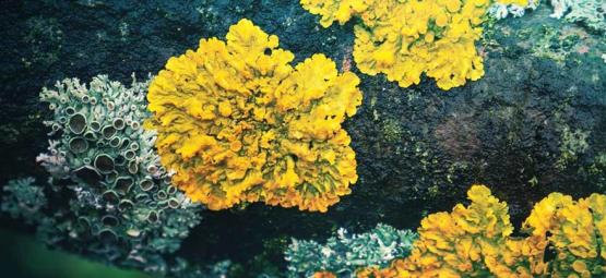 The Forgotten Hallucinogenic Lichens