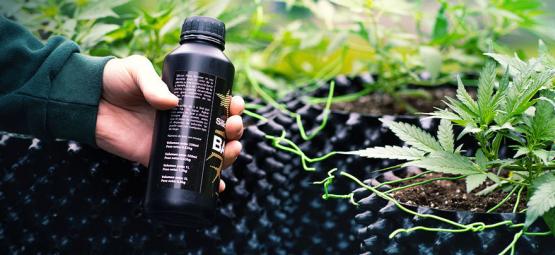How To Grow Mega Cannabis Buds With Silica