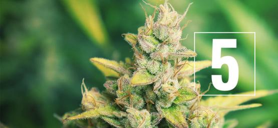 5 Myths About Growing Cannabis - Debunked