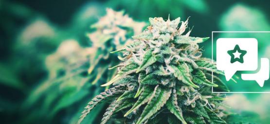 Agent Orange: Cannabis Strain Review & Information