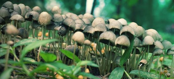 Magic Mushroom Hunting: A Field Guide