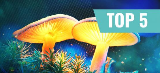 Our Top 5 Documentaries About Magic Mushrooms