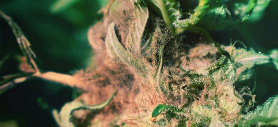 How To Spot And Prevent Bud Rot When Growing Cannabis