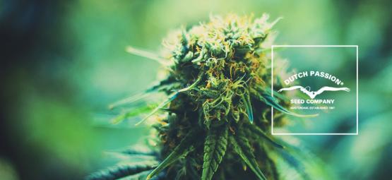 Getting To Know Dutch Passion: A Look At Their Popular Cannabis Strains