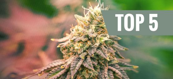 Top 5 Indica Strains For 2020