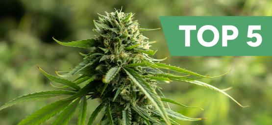 Top 5 High-CBD Cannabis Strains