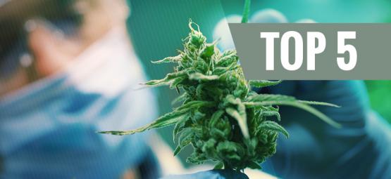 Top 5 High-CBD Cannabis Strains