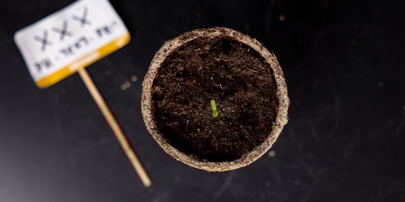 Early growth / seedling stage Early growth / seedling stage