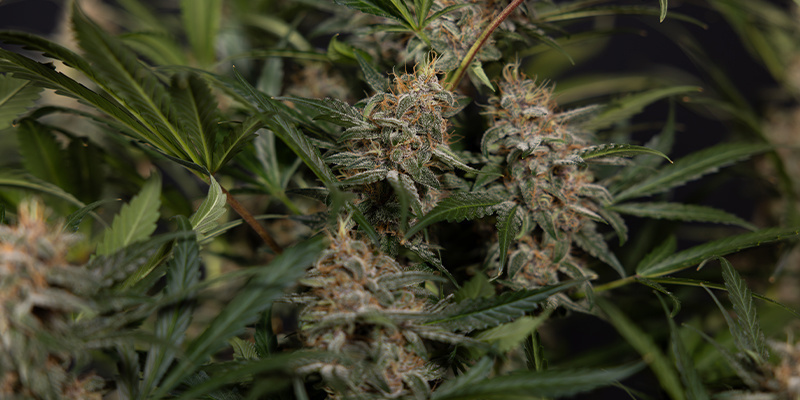 Growing medium matters: Understanding organic substrates Growing medium matters: Understanding organic substrates