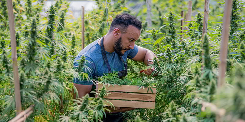 Why organic matters in cannabis cultivation Why organic matters in cannabis cultivation