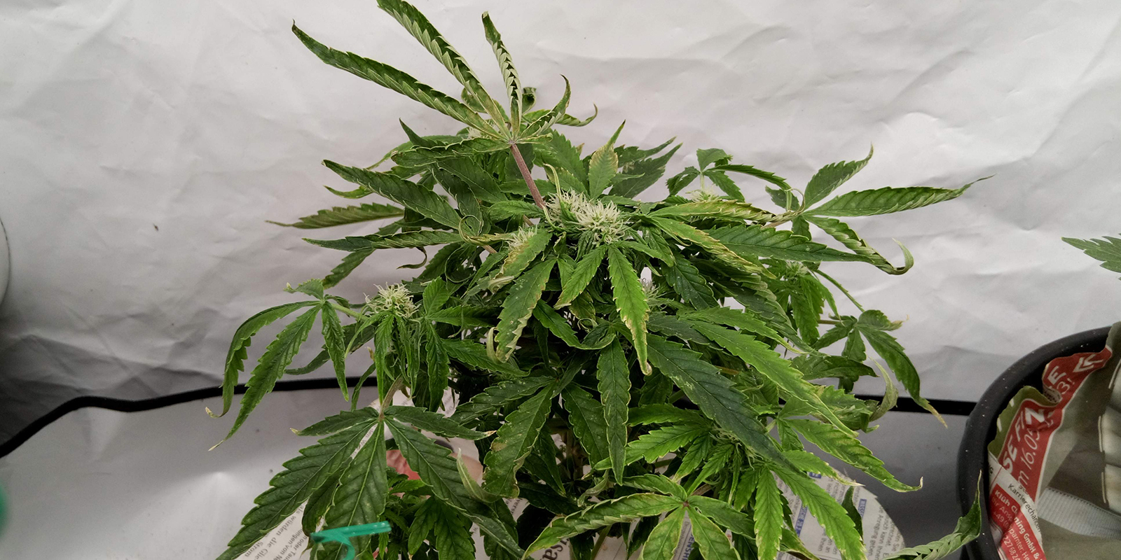 2. Observe the whole plant 2. Observe the whole plant