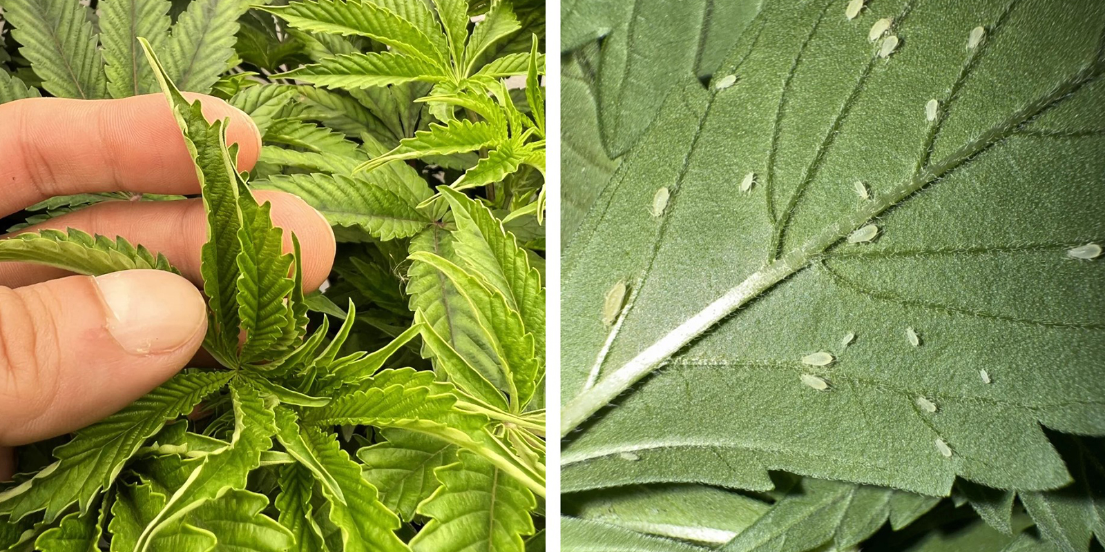 Environmental stress or pests Environmental stress or pests