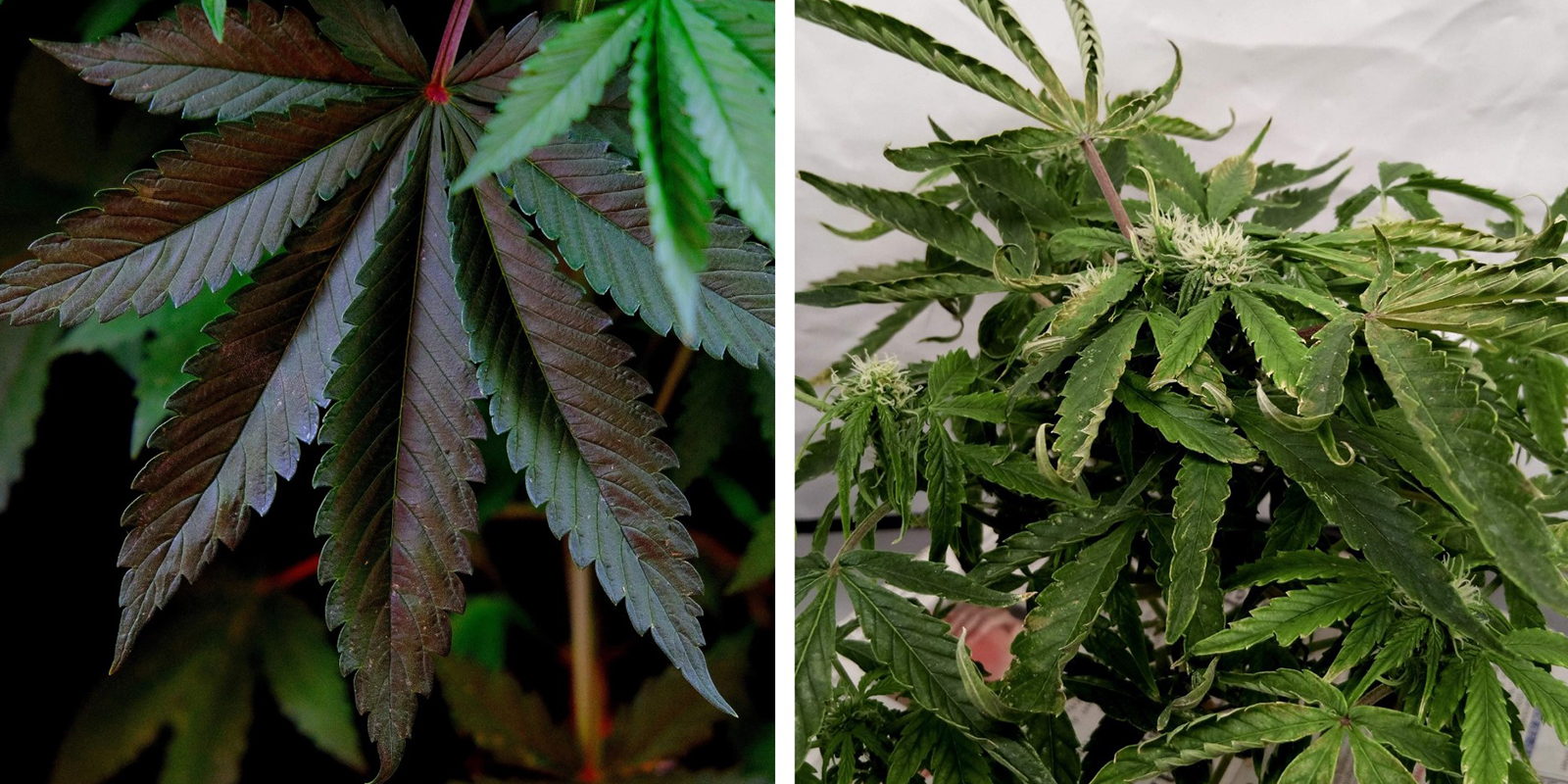 Nutrient imbalances (NPK / pH issues)